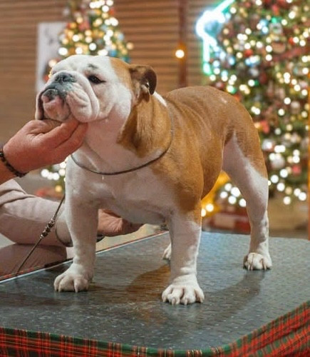 CH. Valkyrie Di Vendra Nera