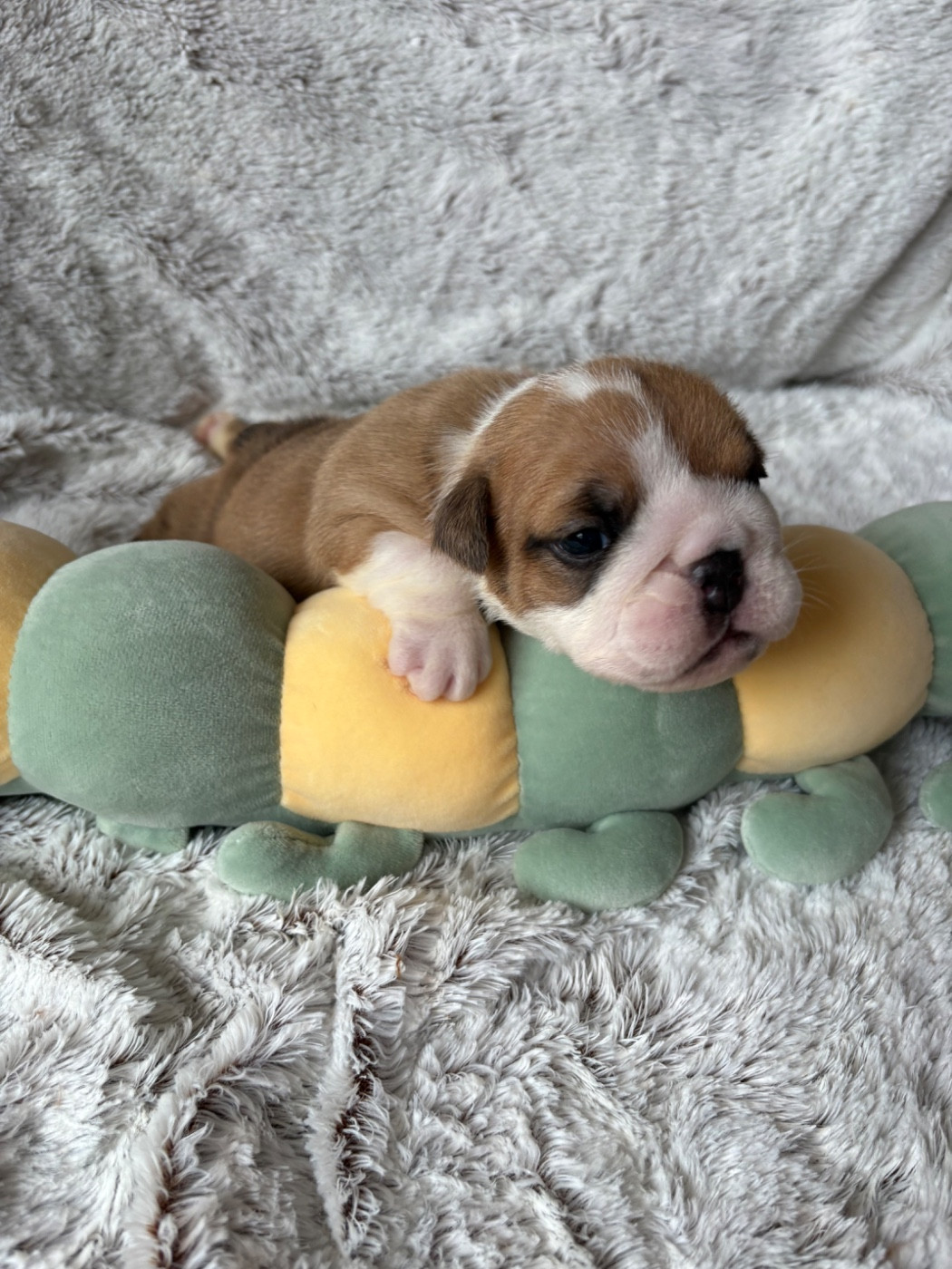 d'Izzie Bull's - Chiots disponibles - Bulldog Anglais