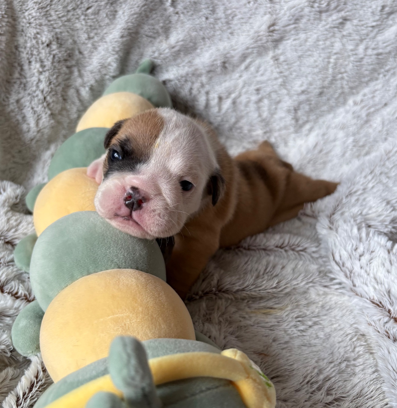 d'Izzie Bull's - Chiots disponibles - Bulldog Anglais