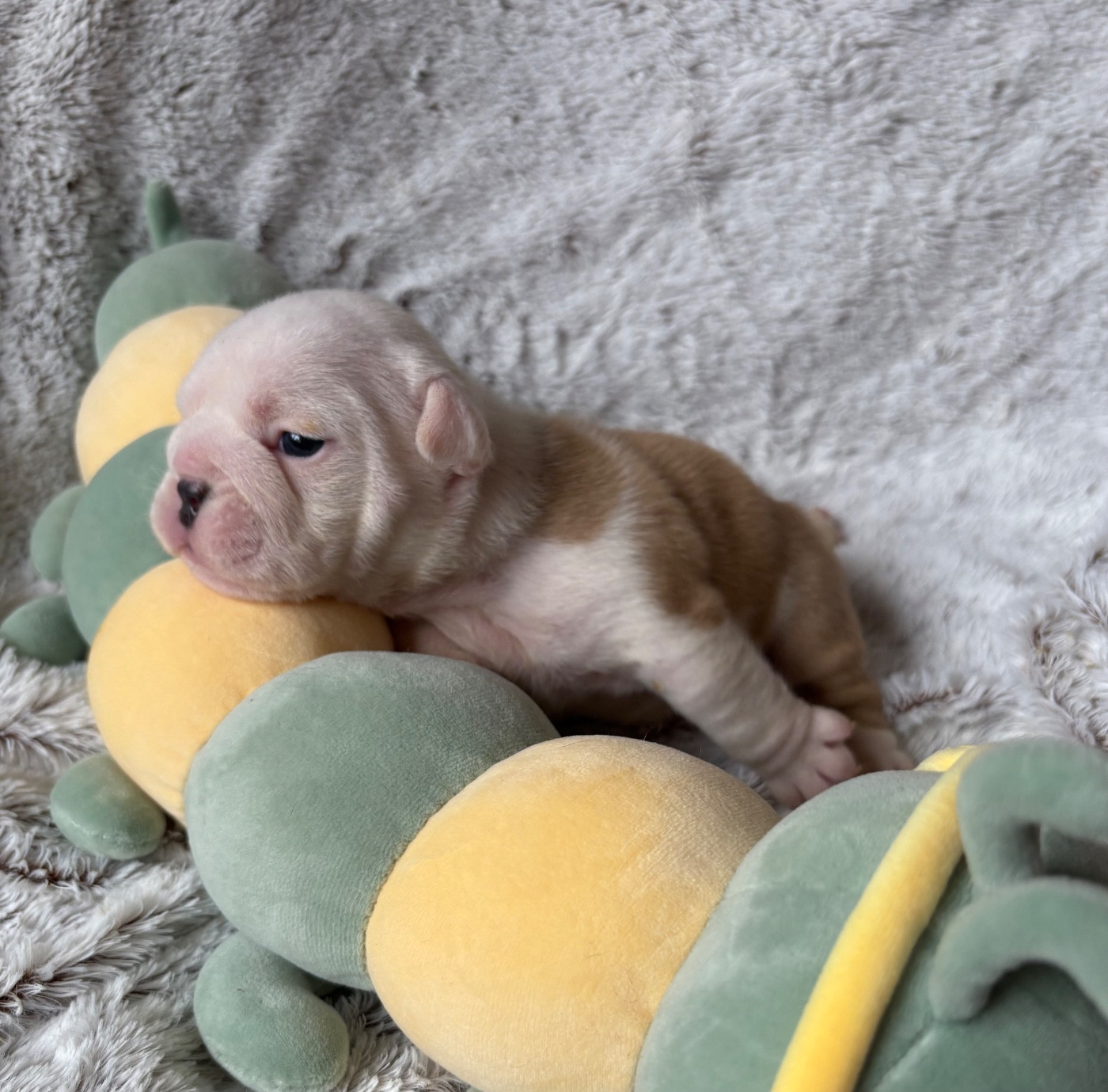 d'Izzie Bull's - Chiots disponibles - Bulldog Anglais