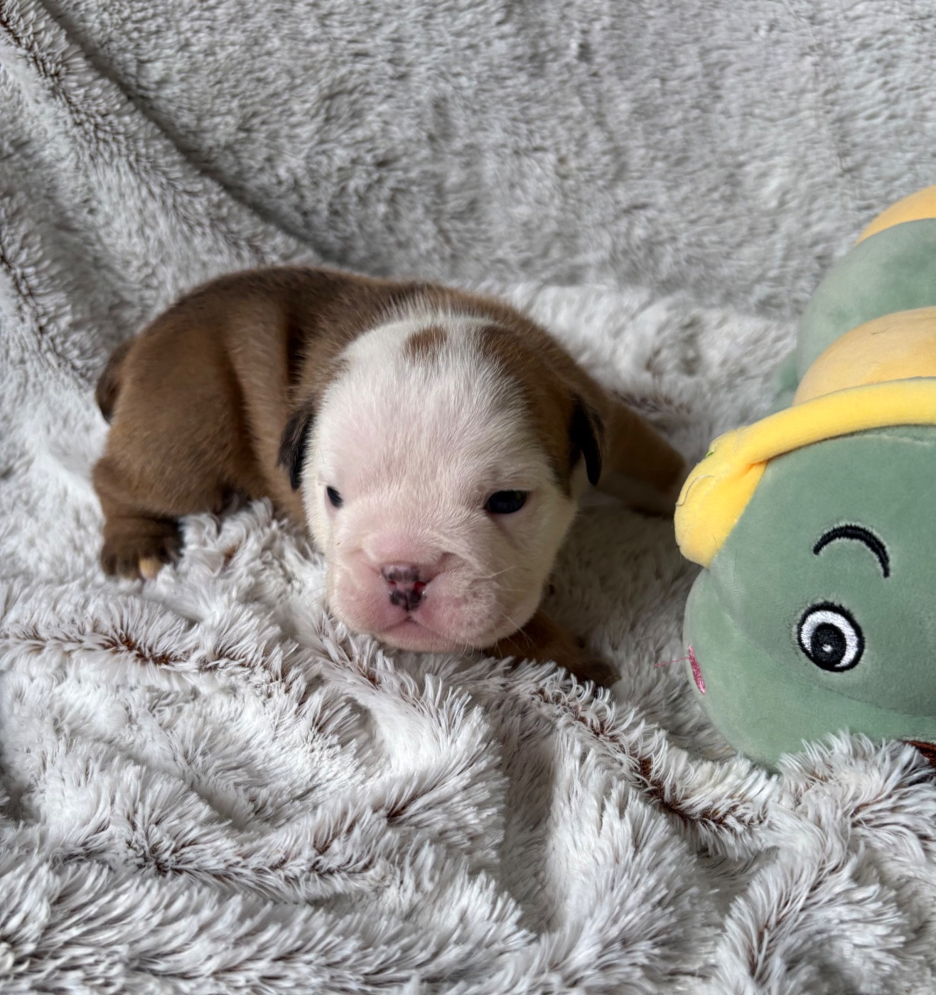 d'Izzie Bull's - Chiots disponibles - Bulldog Anglais