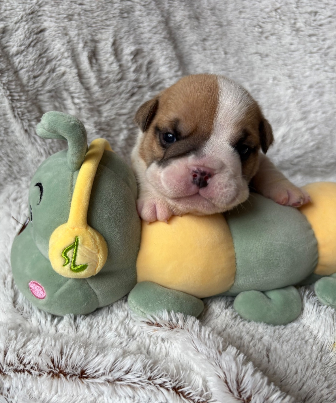 d'Izzie Bull's - Chiots disponibles - Bulldog Anglais