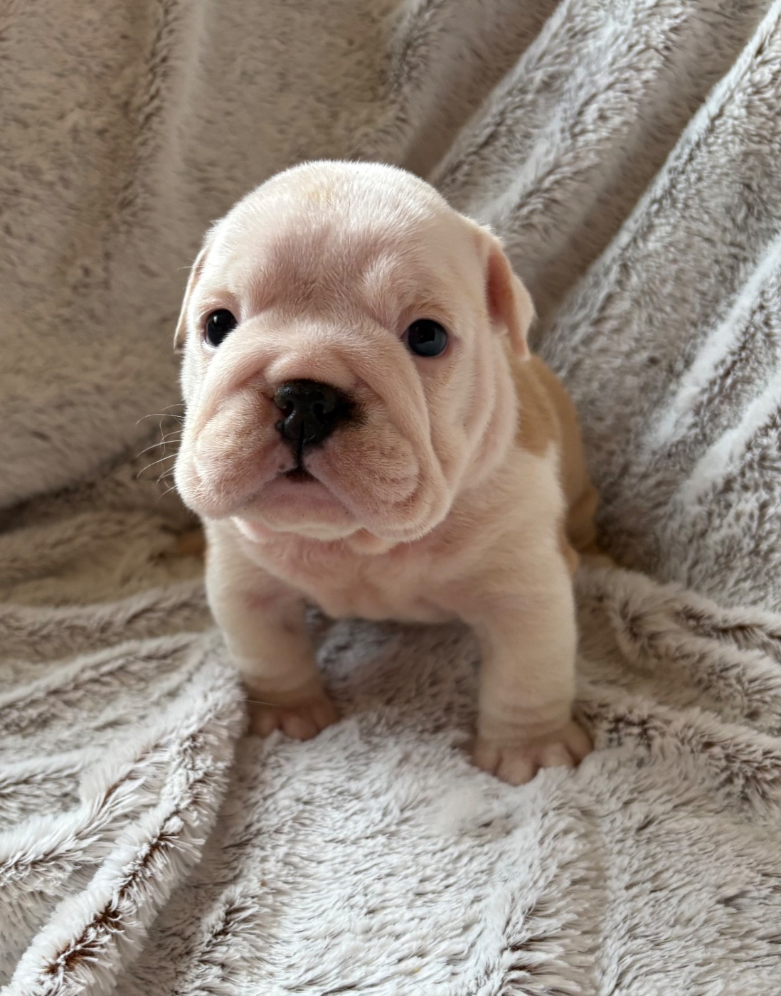 d'Izzie Bull's - Chiots disponibles - Bulldog Anglais