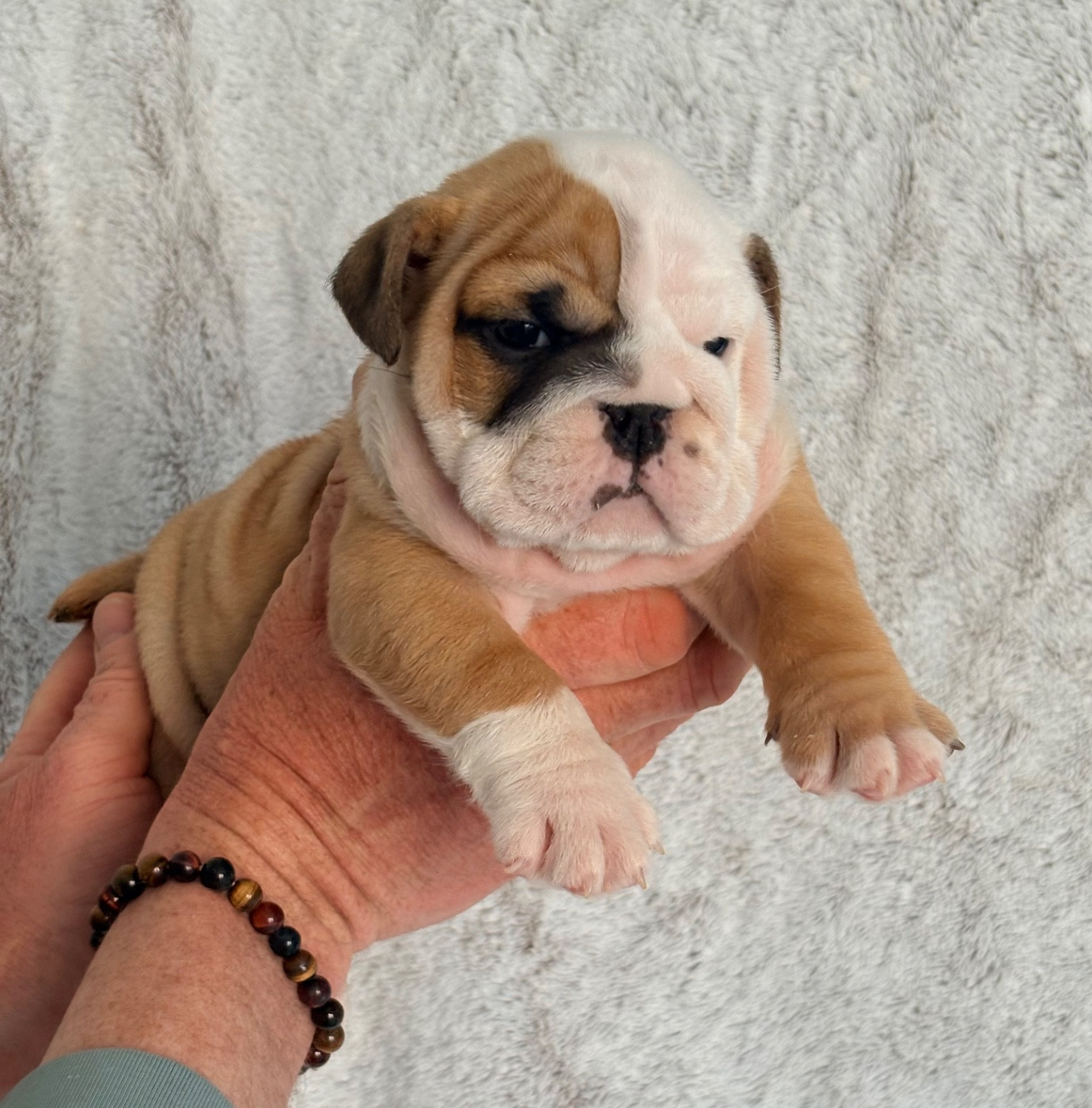 d'Izzie Bull's - Chiots disponibles - Bulldog Anglais