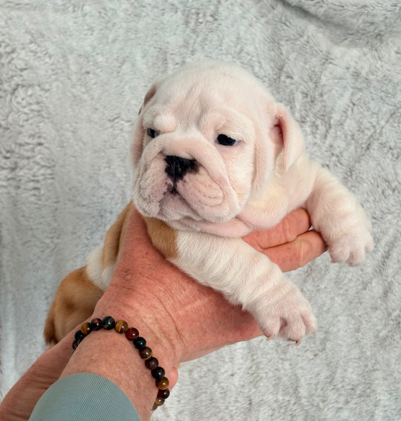d'Izzie Bull's - Chiots disponibles - Bulldog Anglais