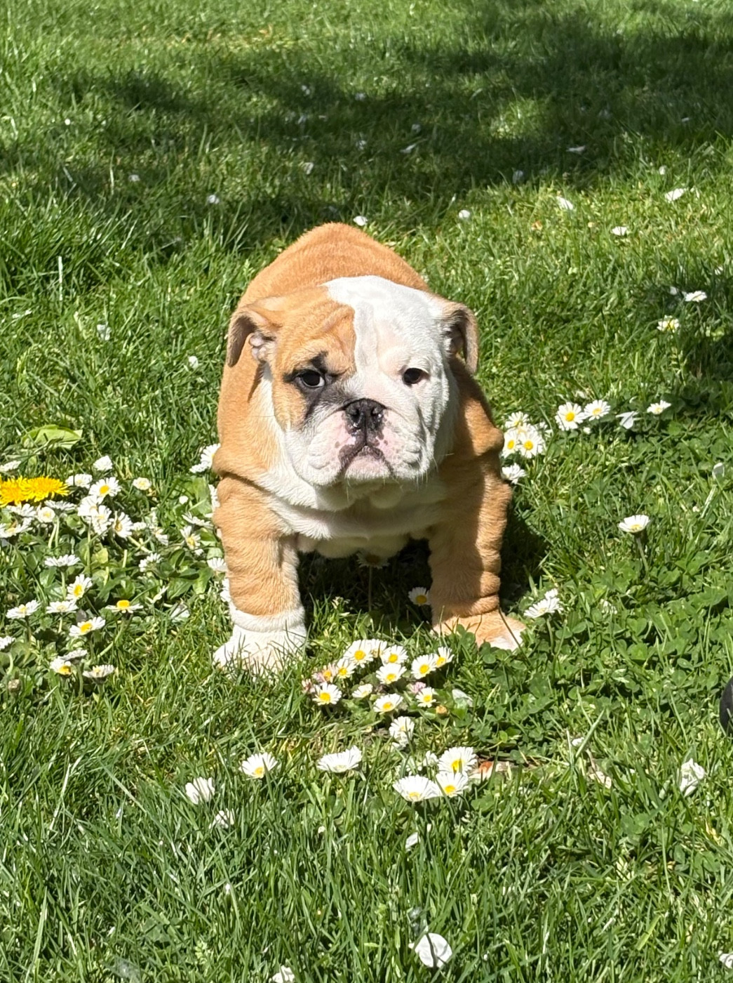 d'Izzie Bull's - Chiots disponibles - Bulldog Anglais